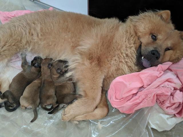 Filhotes de Chow Chow