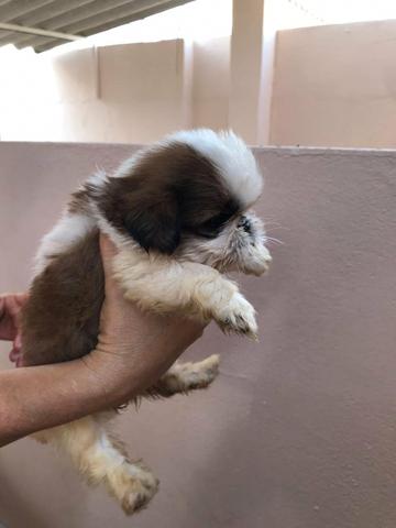 Filhotes de shihtzu