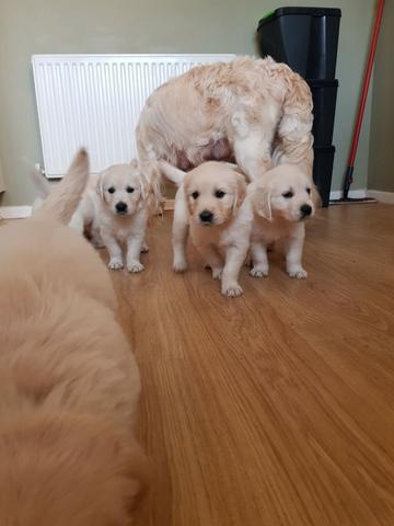 Golden Retriever garantias contra displasia e suporte veterinário gratuito - Foto 2