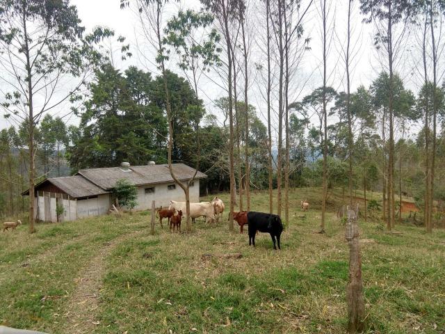 Fazenda em Campo Largo Bairro São Silvestre - Foto 6