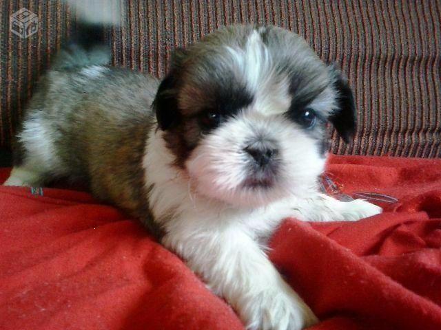 Shih Tzu pra final de semana