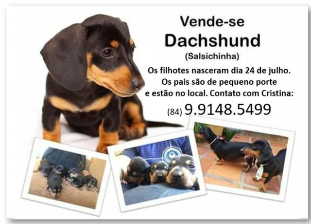 Filhote de Dachshund - Foto 2
