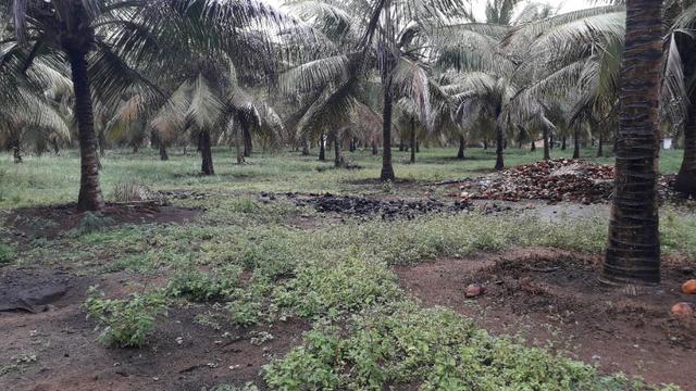 Fazenda em Conde, 45 tarefas - Foto 19