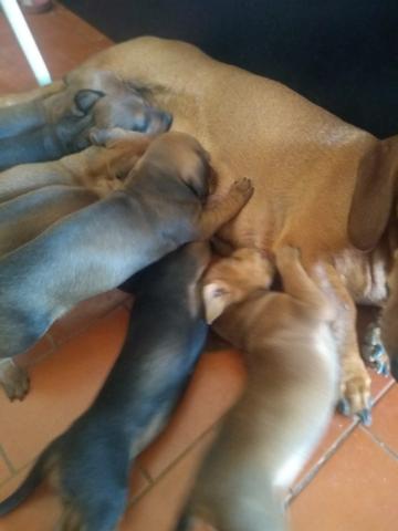 Salsichinhas,tekel,daschund - Foto 3