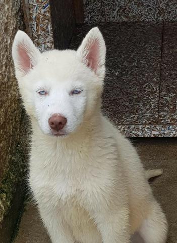 Lindos Machos de Husky - Foto 5