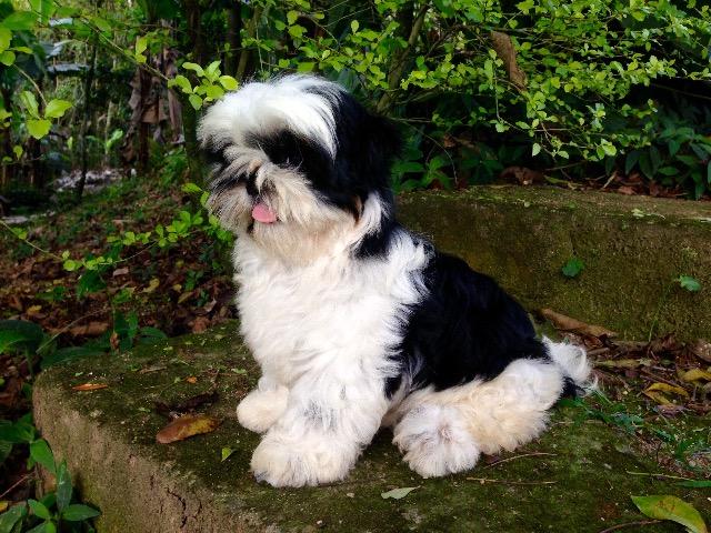 Shih Tzu - Foto 5
