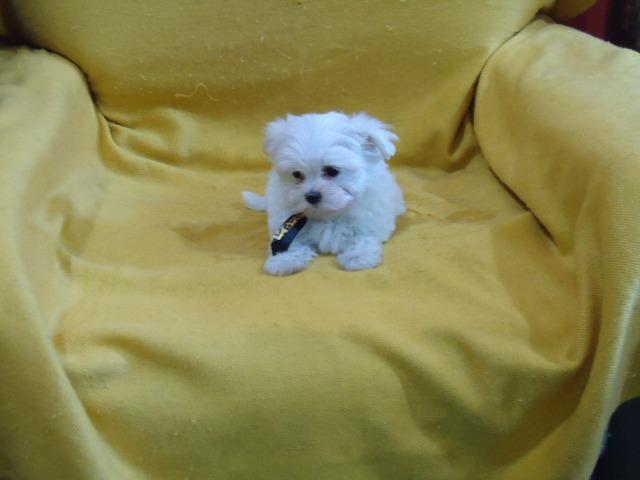 Filhotes Cães Maltês e Shi-Tzu Machinhos-2 Vacinas-Pedigree's Opç