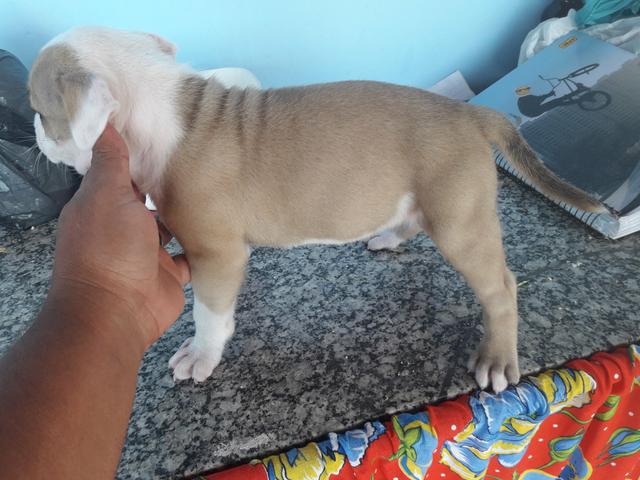 Filhotes de pitbull Amstaff - Foto 2
