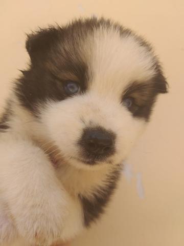 Filhotes de husky siberiano piebald - Foto 3