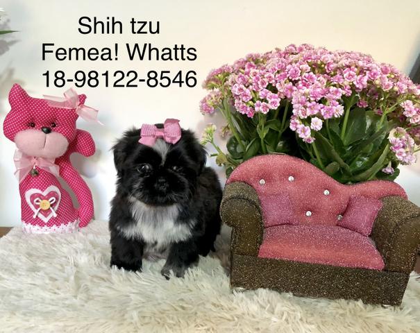 Shih Tzu - Foto 4