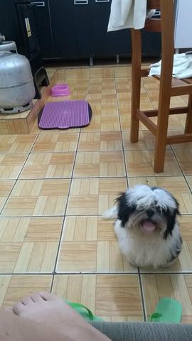 Fêmea filhote./ preço negociável