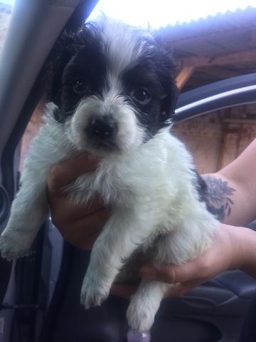 Lhasa com pedigree - Foto 2