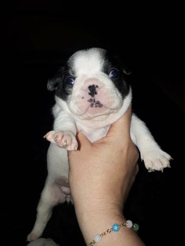 Bulldog Francês fêmea e macho top