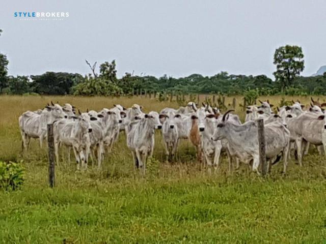 Fazenda em Porto Esperidião - Foto 18