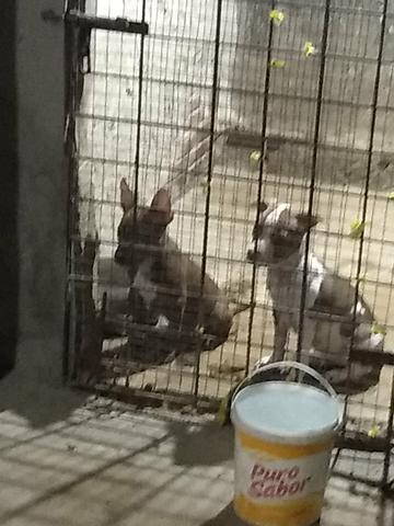 Pit bull - Foto 3