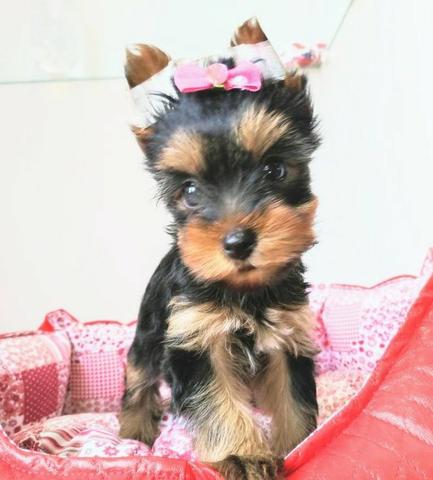 Lindas femeas de yorkshire !!! - Foto 3