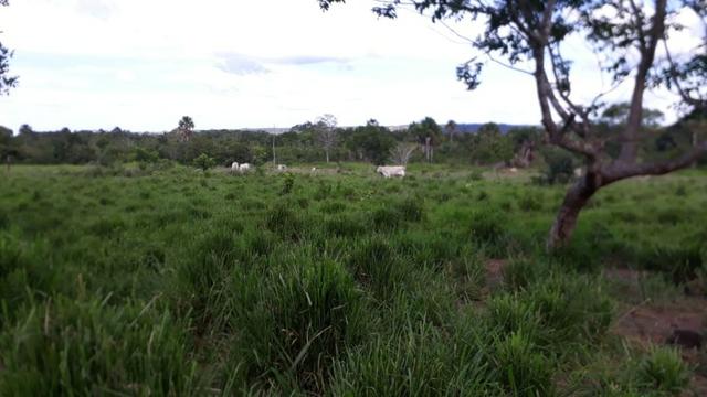 Fazenda com 150 hectares - Região de Soja (Balsas-MA)