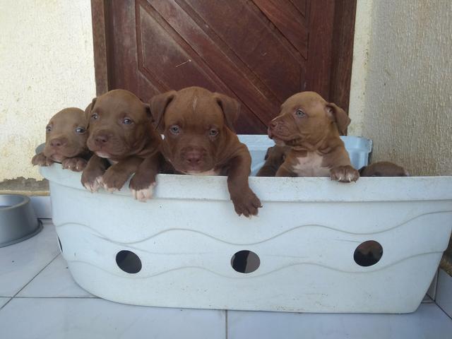 Filhotes de Pitbull - Foto 3