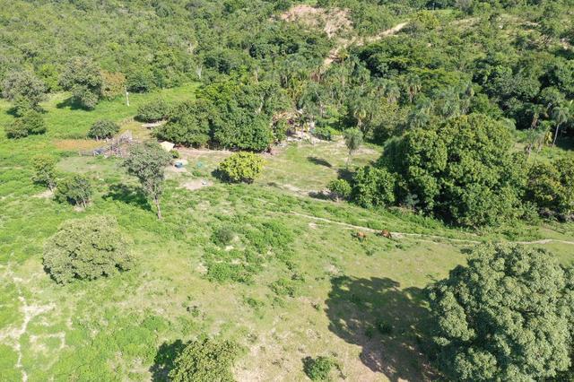 Fazenda de 25 Alqueires, Município Araguapaz-Go - Foto 4