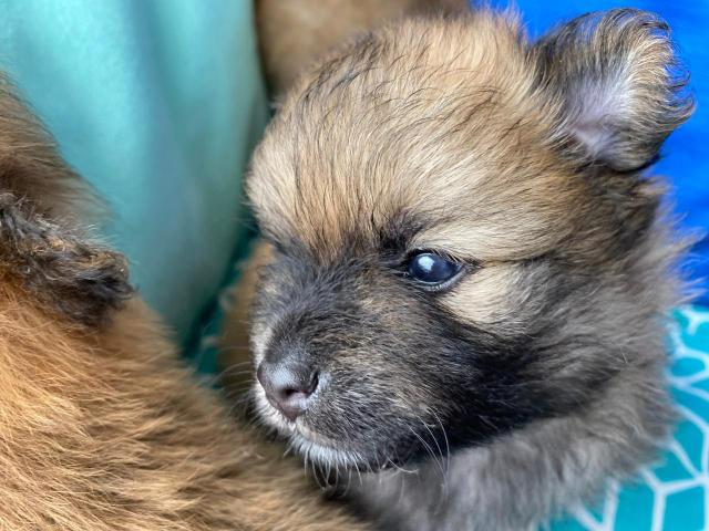 Lulu da Pomerânia - SPITZ ALEMÃO ANÃO (macho)