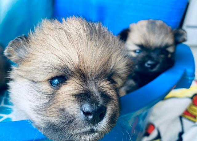Lulu da Pomerânia - SPITZ ALEMÃO ANÃO (macho) - Foto 3