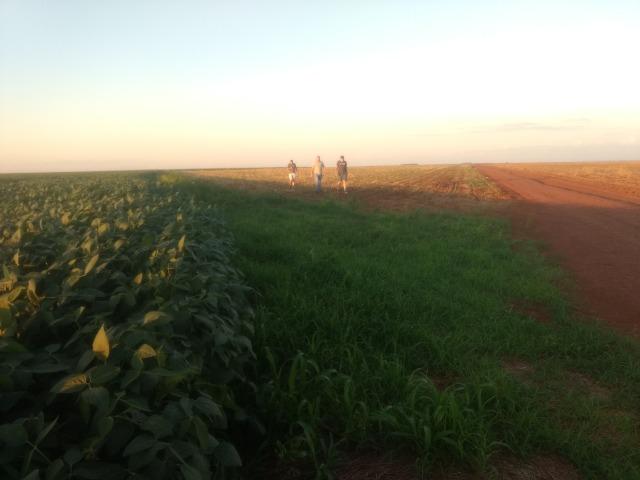 Alugo Fazenda p Arrendamento no Ms 1000 há - Foto 5