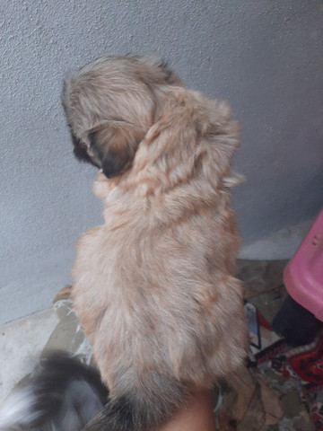 Shitzu ótima linhagem raça pura - Foto 3