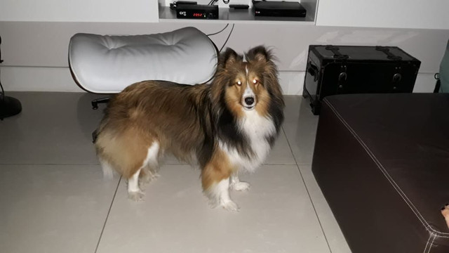 sheltie olx