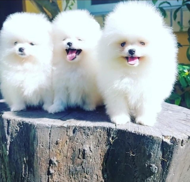 Spitz Alemão Lulu da Pomerania 