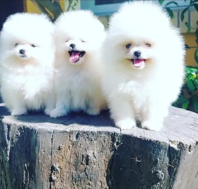 Spitz Alemão Lulu da Pomerania