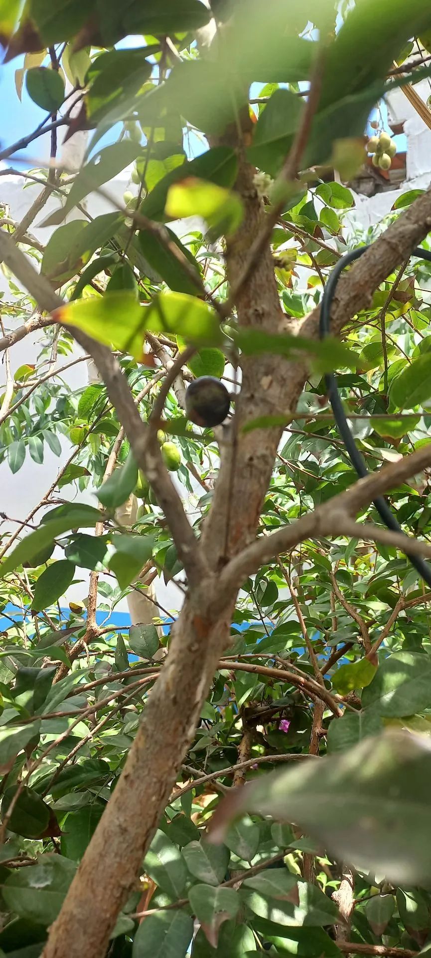 Mudas de jaboticaba híbrida - Foto 5