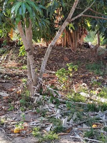 Sítio no Povoado Aguada - Carmópolis -SE. Local tranquilo e próximo de tudo. - Foto 4