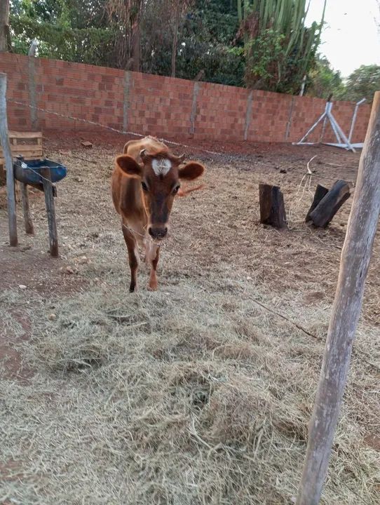 Vaca Mini Jersey  - Foto 5