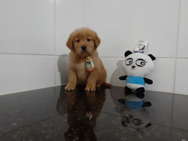 Filhotes pronta entrega Golden Retriever macho e fêmea  - Foto 5