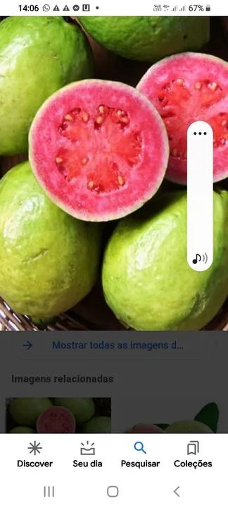 Mudas Graviola Gigante,Saputilha  - Foto 2
