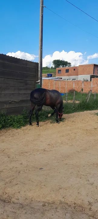 Cavalo Mangalarga Marchador com quarto de milha  - Foto 3