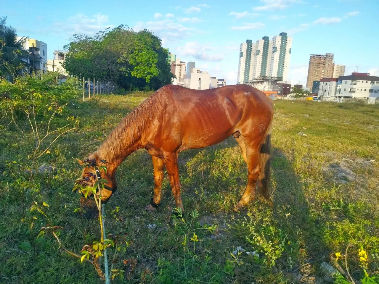 Cavalo de Vaquejada  - Foto 3