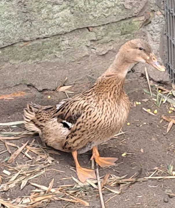  Vende-se Marrecos e Marrecas  - Foto 5