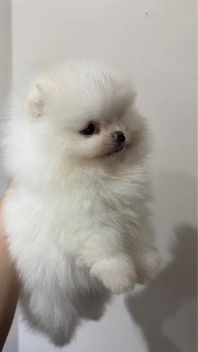 Spitz Alemão anão macho - Foto 4