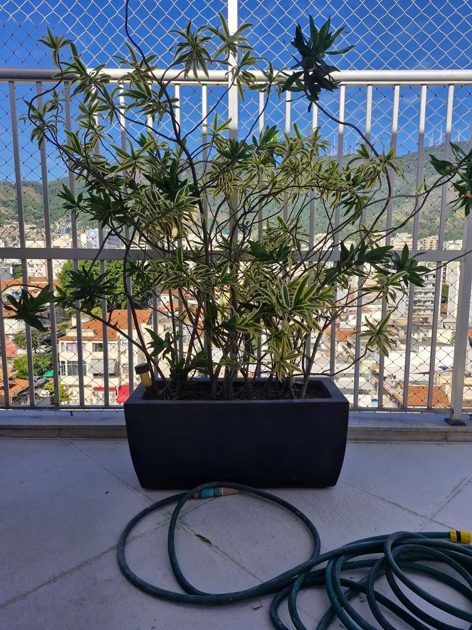 Planta exuberante em vaso moderno - Foto 2