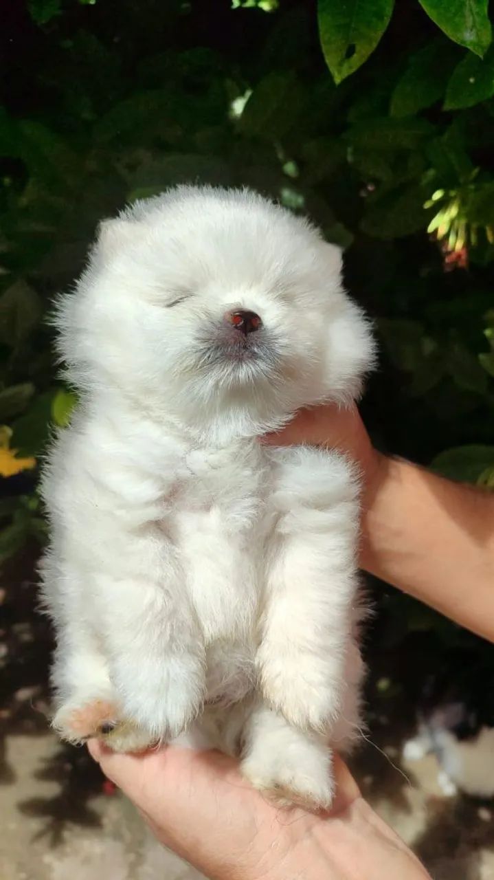 Filhote Spitz Alemão Branco - Uma Fofura! - Foto 3
