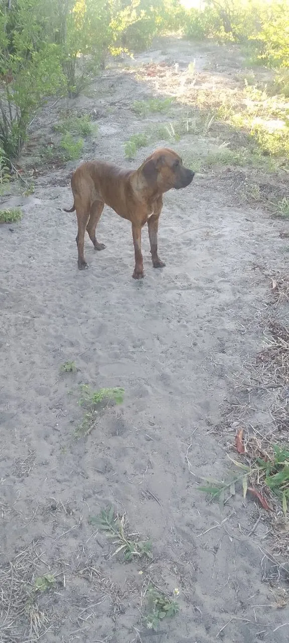 Fêmea Fila Brasileiro