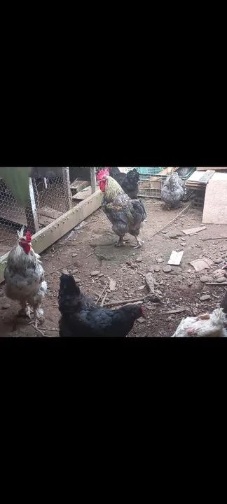 Casal De Galinha Bhama Americana ADULTA - Foto 6