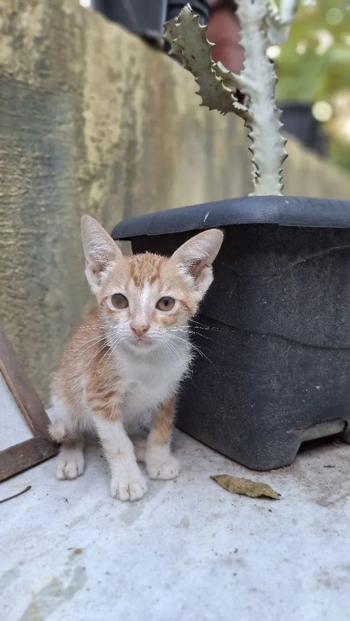 Gato para doação 64298692531843121