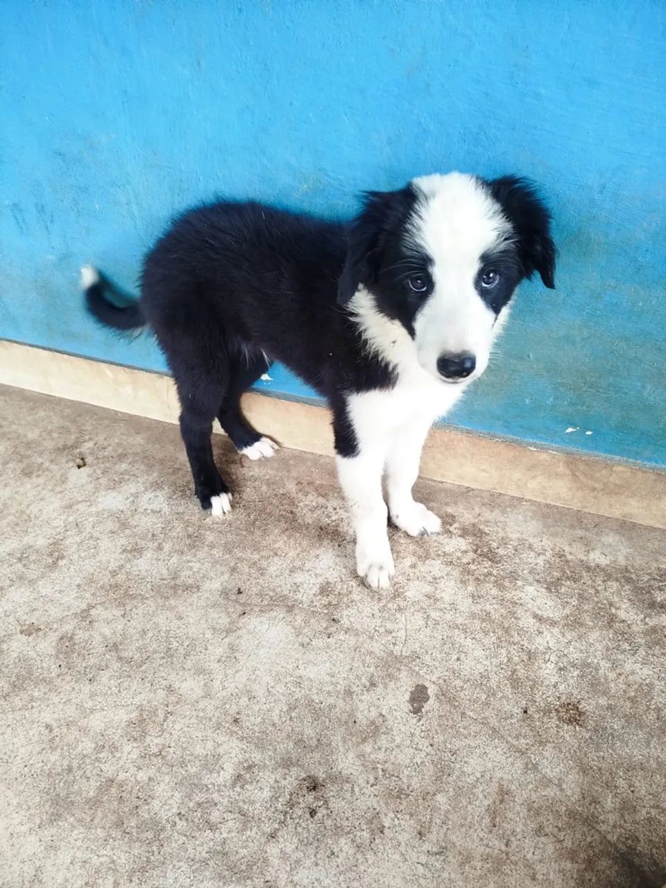 Filhotes Border Collie -  Adoráveis  - Foto 5
