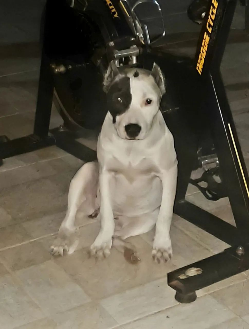 Filhote de Pitbull - Foto 2