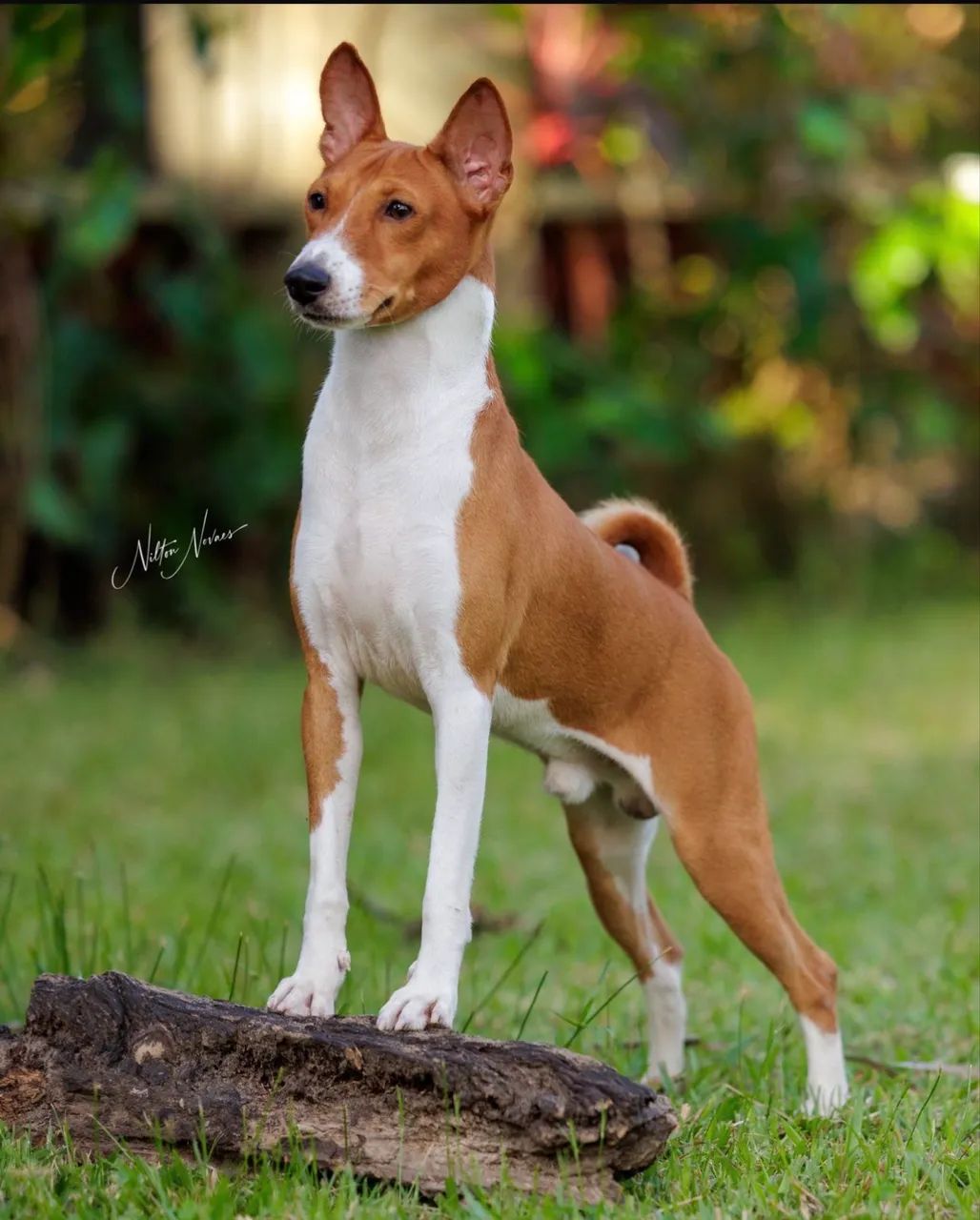 Basenji o cão que não late - Foto 4