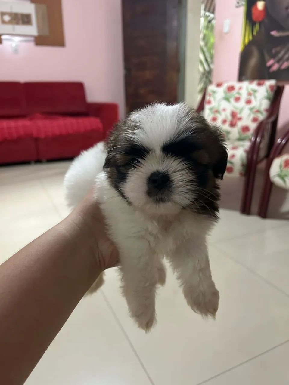 Filhote Shih Tzu - Foto 2