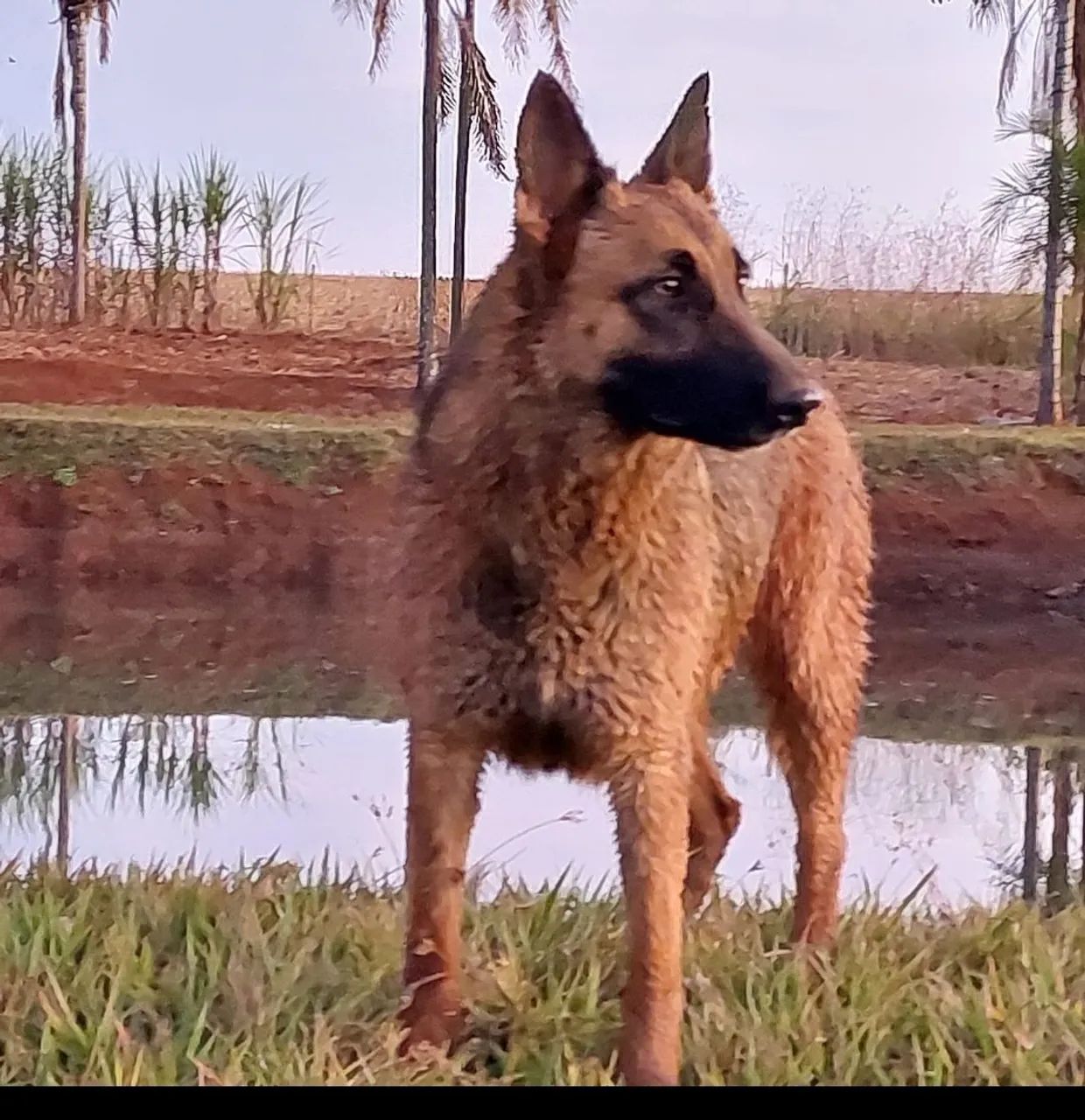 Pastor Belga Malinois  - Foto 2