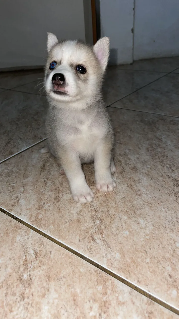 Filhote de Husky Siberiano - Pelúcia de Olhos Azuis!